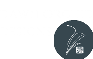 Dawn Orchid Designs